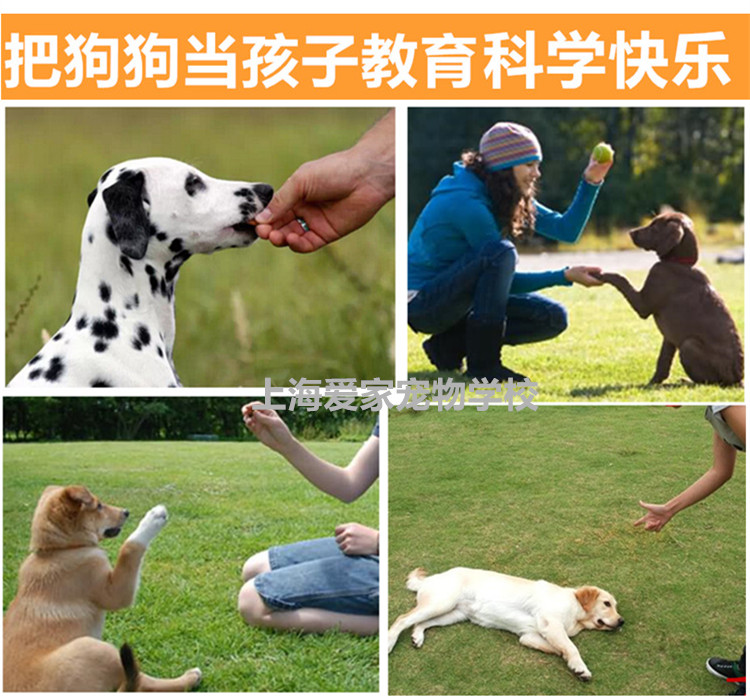 爱家训狗学校,狗狗培训基地.jpg 爱家训狗学校,狗狗培训基地.jpg