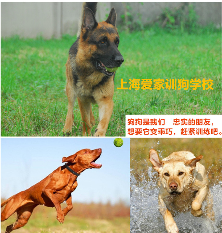 爱家狗狗训练,训狗基地,爱家训狗.jpg 爱家狗狗训练,训狗基地,爱家训狗.jpg
