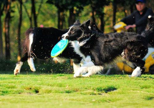 边境牧羊犬训练,宠物学校.jpg 边境牧羊犬训练,宠物学校.jpg