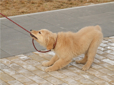 狗狗行为纠正训练,狗狗训练中心.jpg 狗狗行为纠正训练,狗狗训练中心.jpg