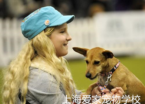 训犬,训犬学校,上海训犬学校.jpg 训犬,训犬学校,上海训犬学校.jpg