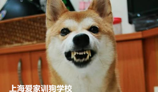 狗狗对人凶.jpg 狗狗对人凶.jpg