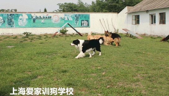 爱家训狗基地.jpg 爱家训狗基地.jpg