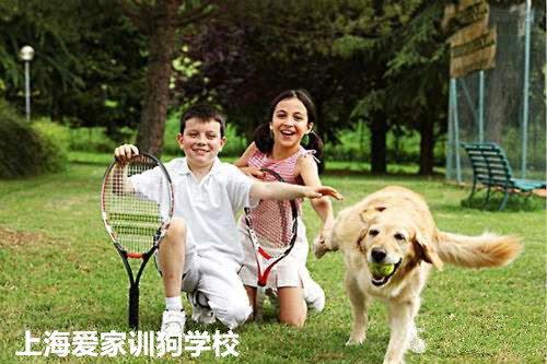 狗狗行为纠正.jpg