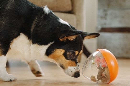 狗的问题行为.jpg 狗的问题行为.jpg