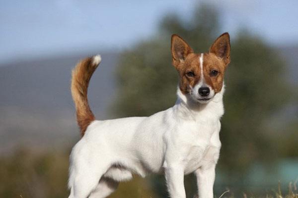 犬的问题行为.jpg 犬的问题行为.jpg