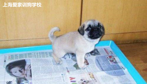狗定点大小便.jpg