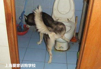 狗狗厕所训练.jpg 狗狗厕所训练.jpg