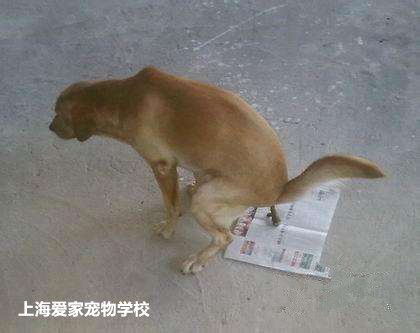 狗上厕所训练.jpg 狗上厕所训练.jpg