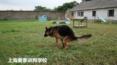 狗狗大小便训练.jpg 狗狗大小便训练.jpg