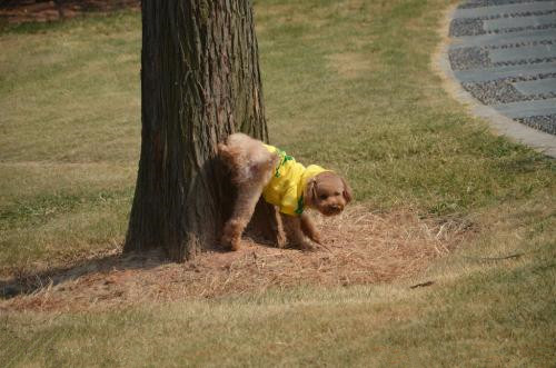 狗狗在外大小便训练.jpg 狗狗在外大小便训练.jpg