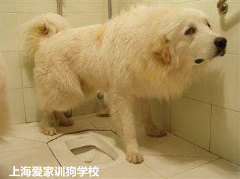 狗狗自己会上厕所.jpg 狗狗自己会上厕所.jpg