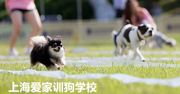 训狗比赛.jpg 训狗比赛.jpg