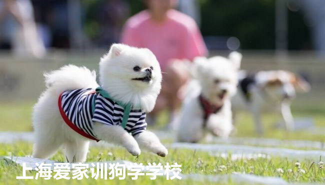 狗活动.jpg 狗活动.jpg