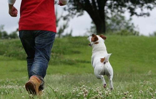 人与狗狗互动.jpg 人与狗狗互动.jpg