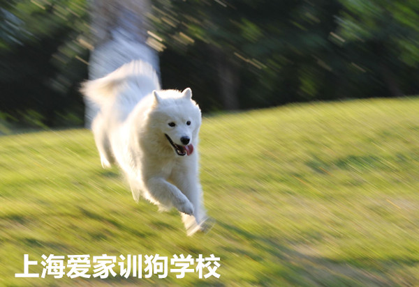 狗狗行为训练.jpg 狗狗行为训练.jpg