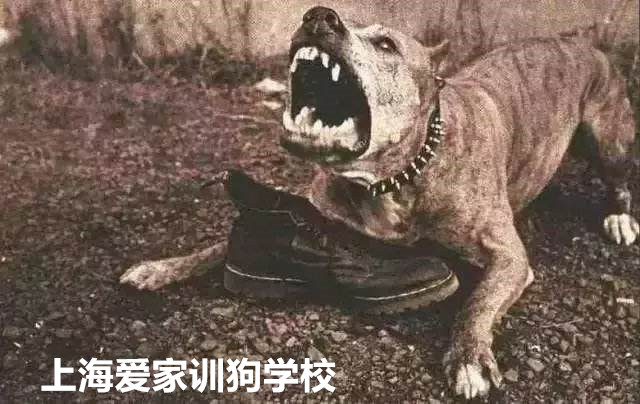 狗狗培训.jpg 狗狗培训.jpg