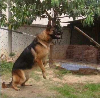 培训狗狗.jpg 培训狗狗.jpg