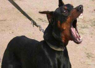 狗咬人.jpg 狗咬人.jpg